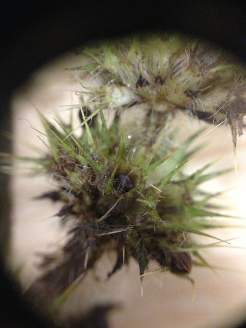 Canapetta bifida 3