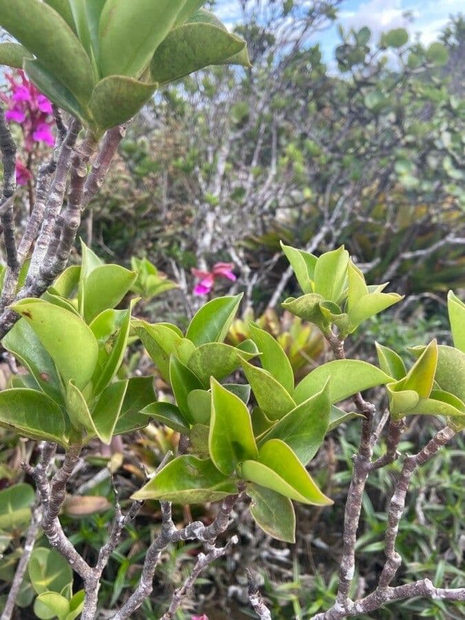 Cattleya 7