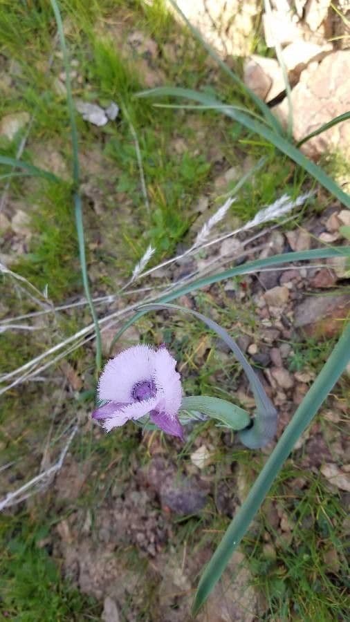 Calochortus 2