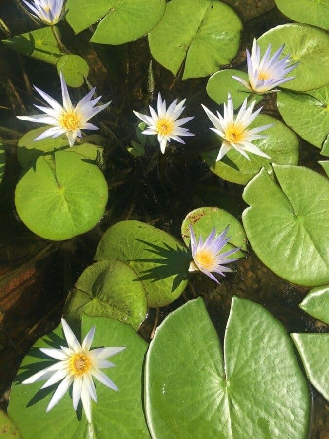 Breitblättrige Seerose 2