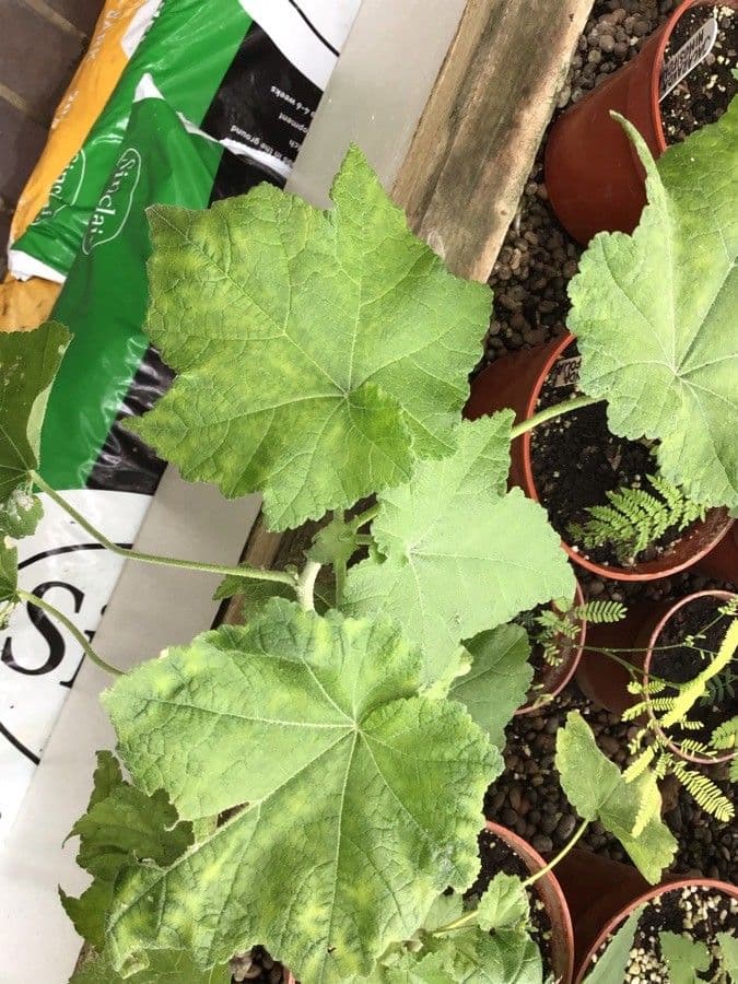 Corynabutilon 7