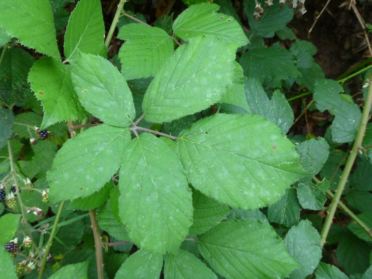 Großährige Brombeere 11