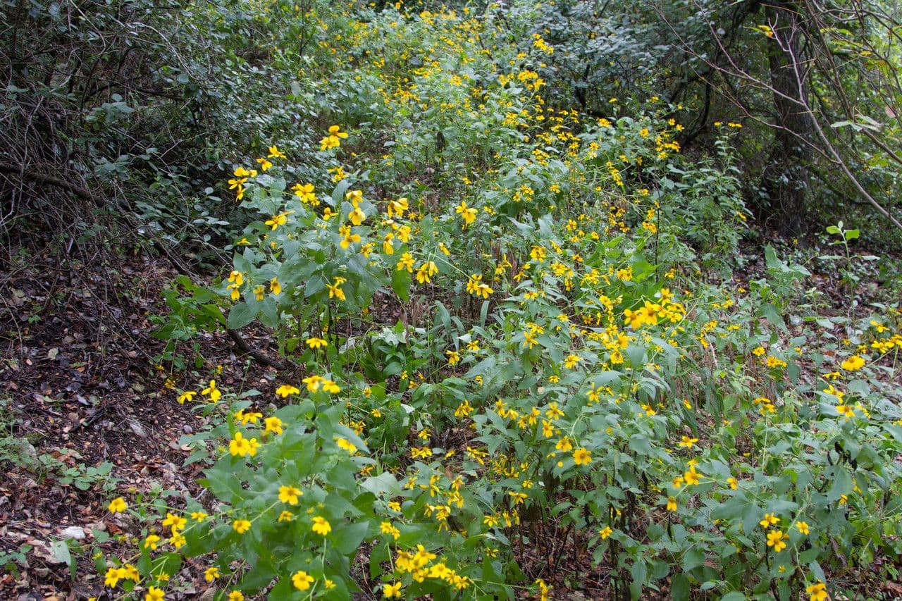 Viguiera dentata 10