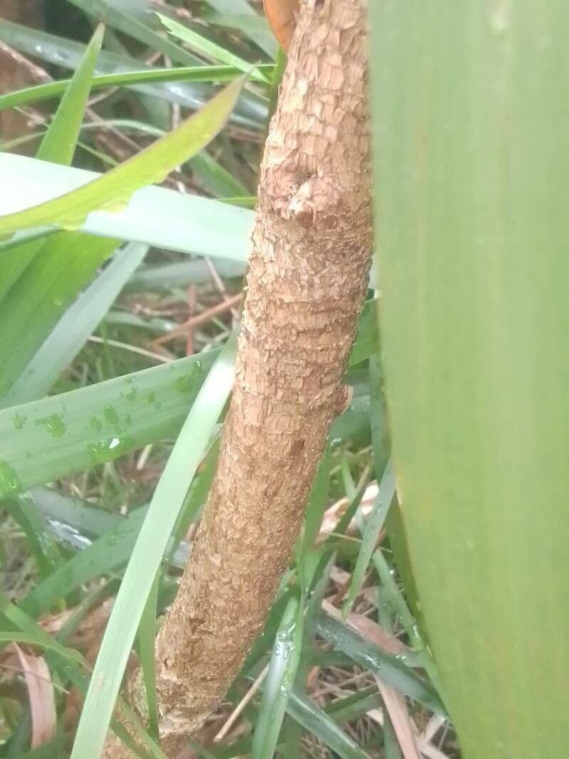 Cordyline stricta 20