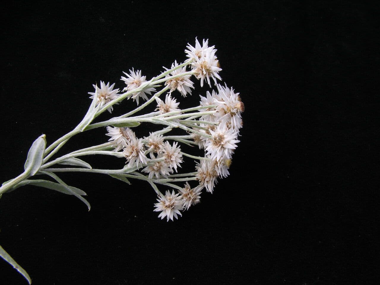 Anaphalis 6