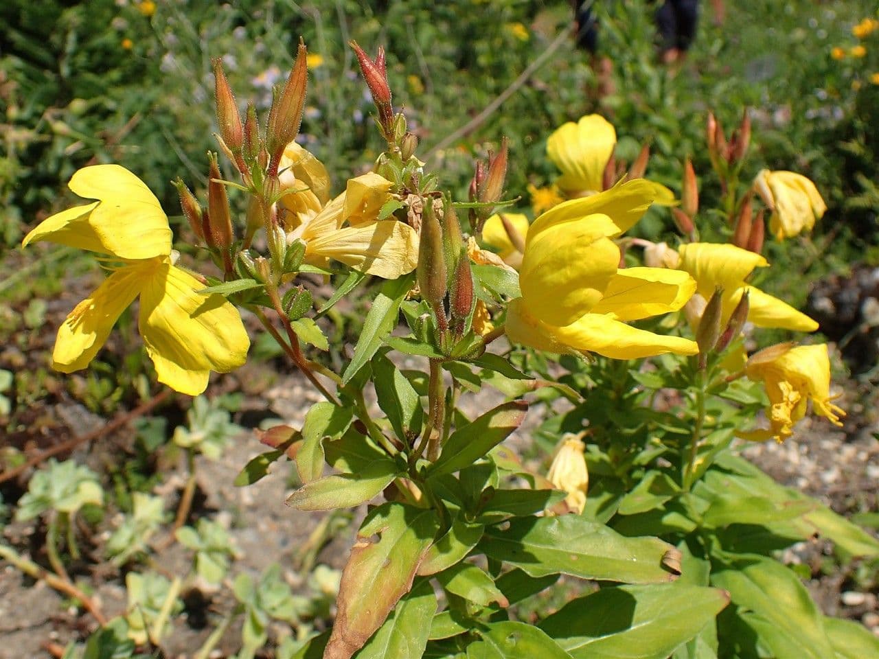 Onagra arbustiva 10