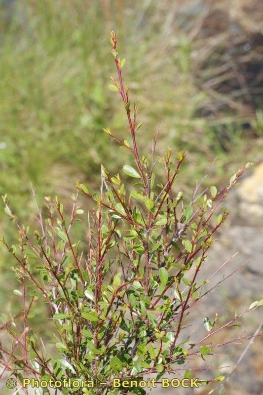 Flueggea tinctoria 13
