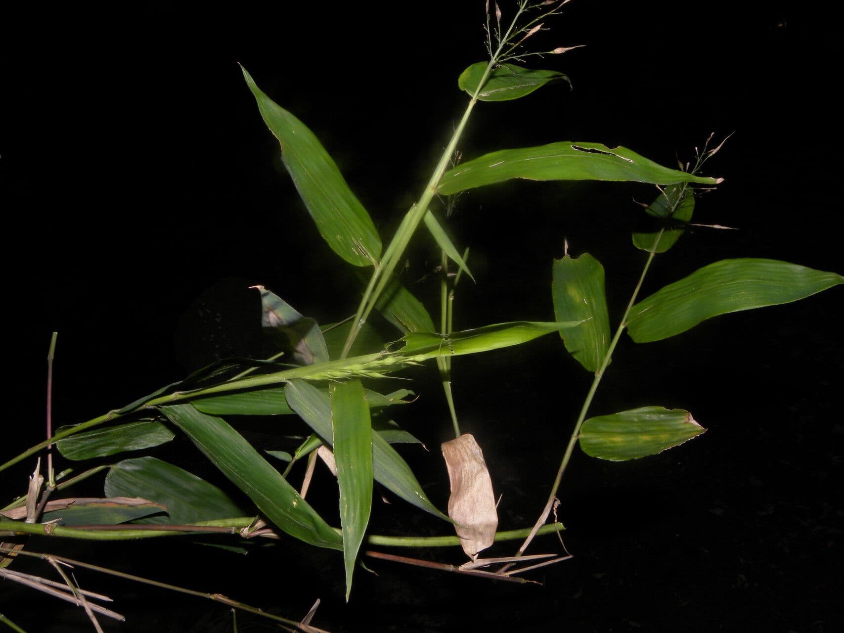 Olyra latifolia 11