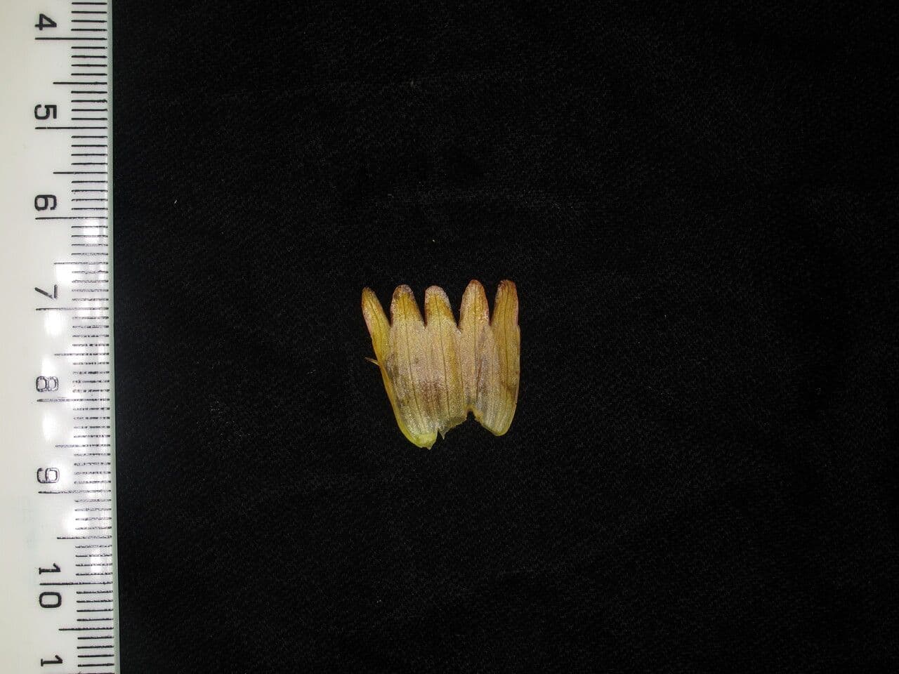 Aeschynanthus