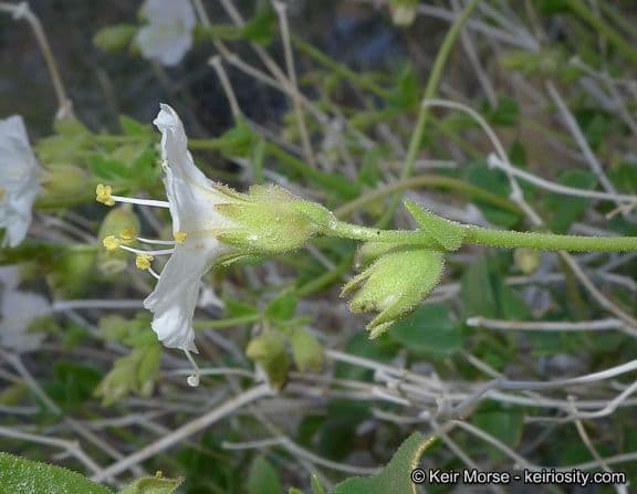 Mirabilis laevis 4