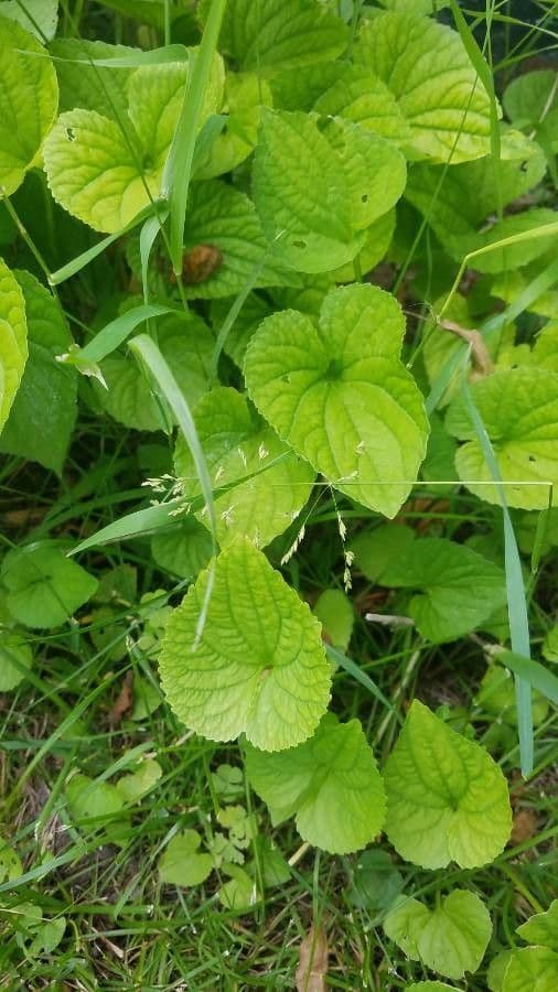 Viola striata 15
