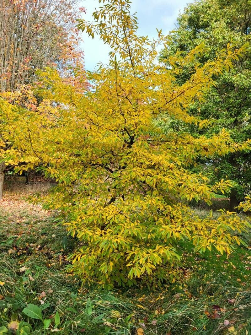 Lindera erythrocarpa 6