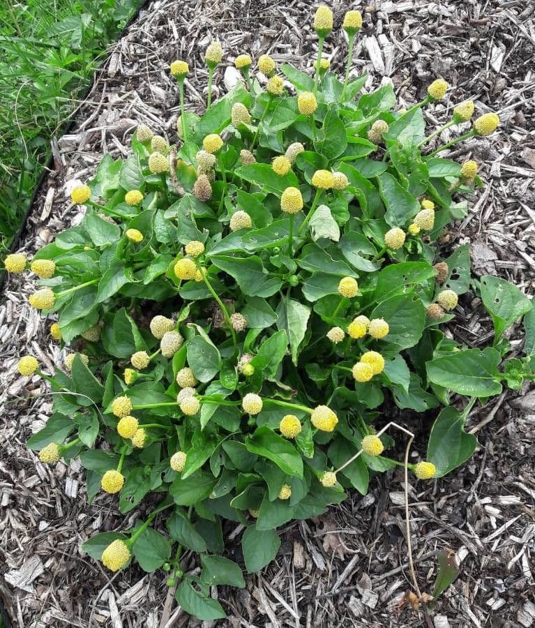 Acmella oleracea 13