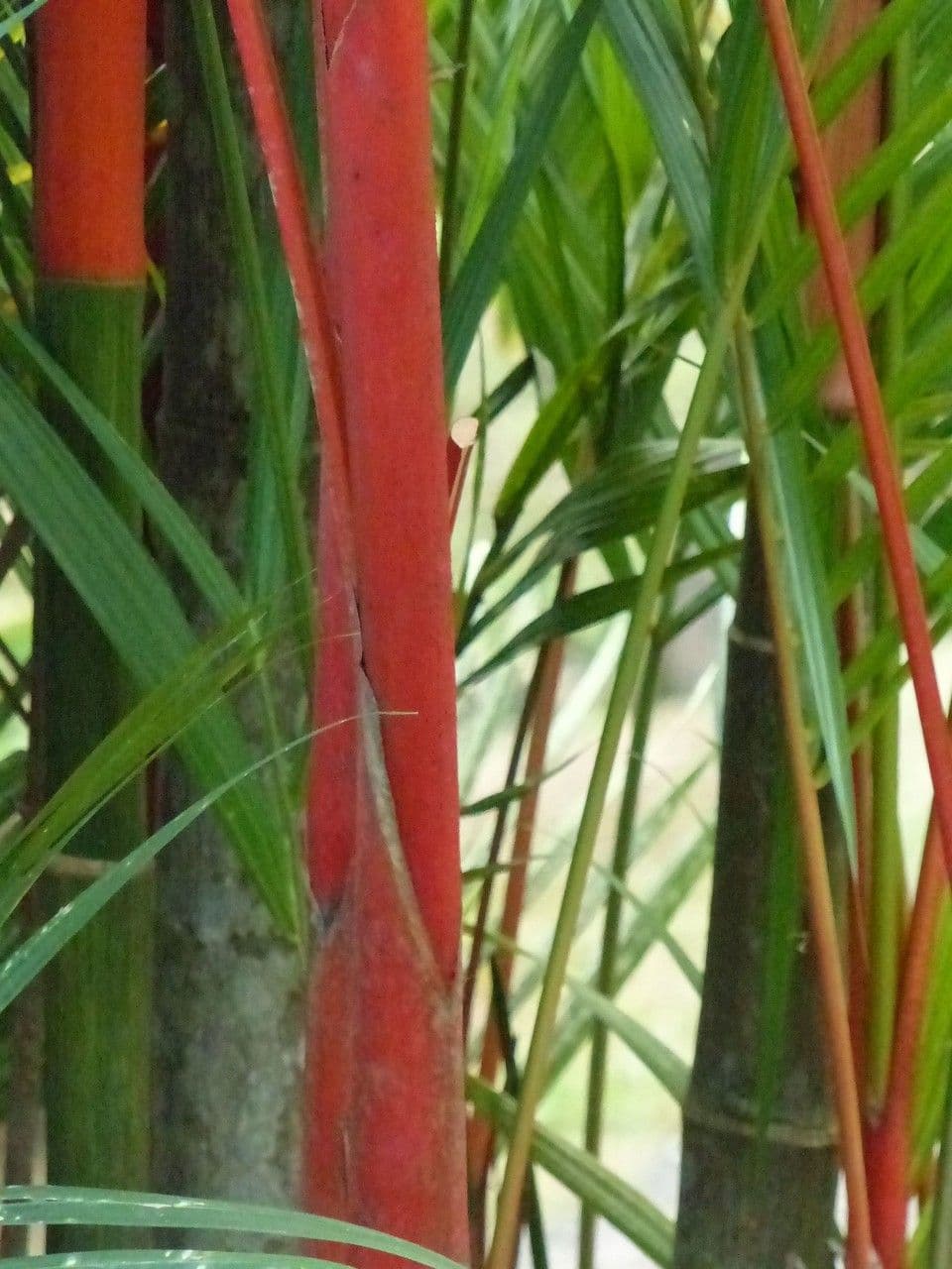 Palma rossetto 18