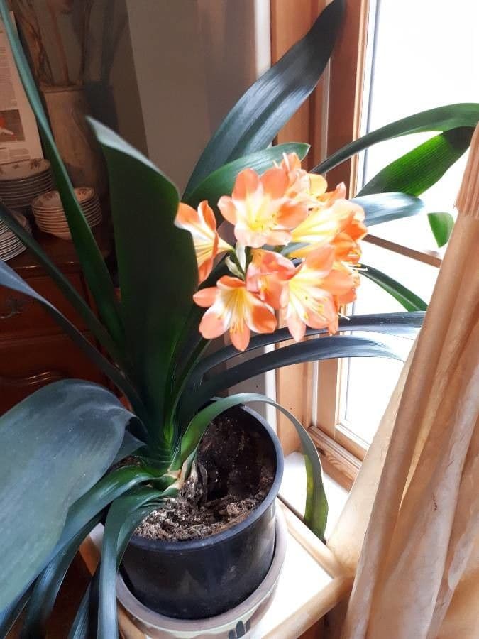 Clivia 11