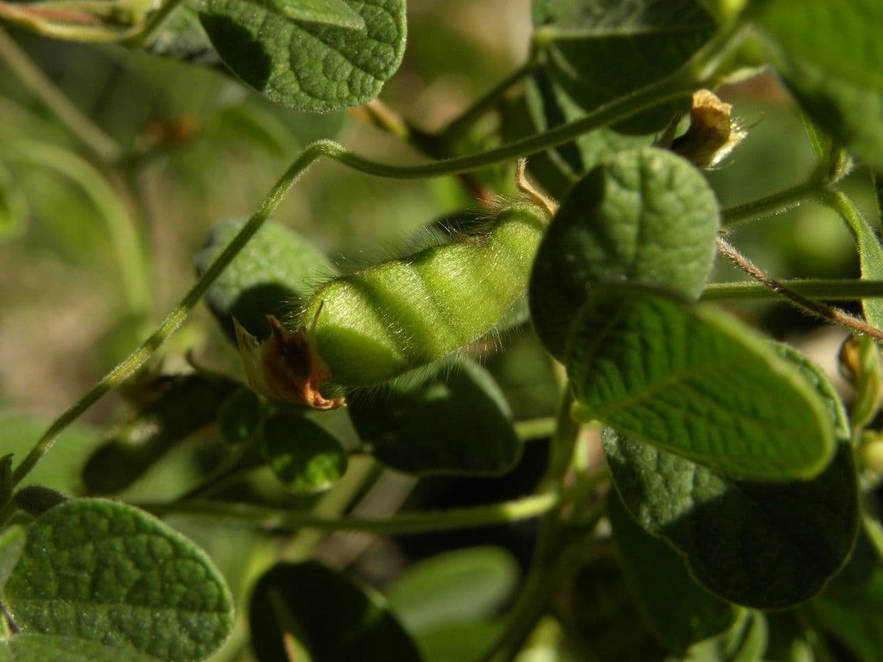 Cajan scarabeo 4