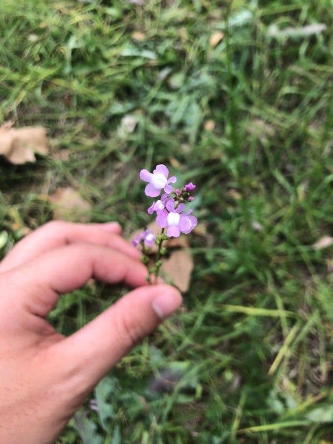 Nuttallanthus floridanus 5