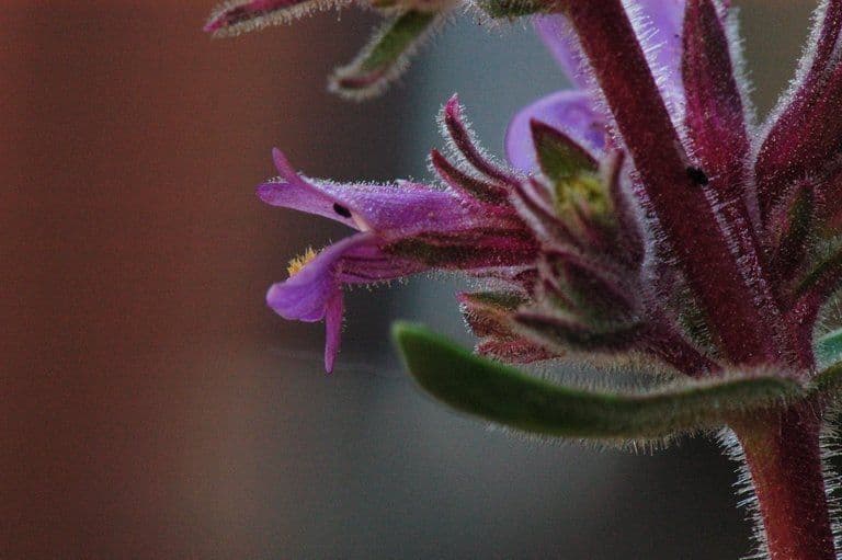 Penstemon 2