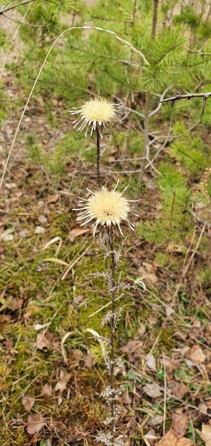 Carlina comune