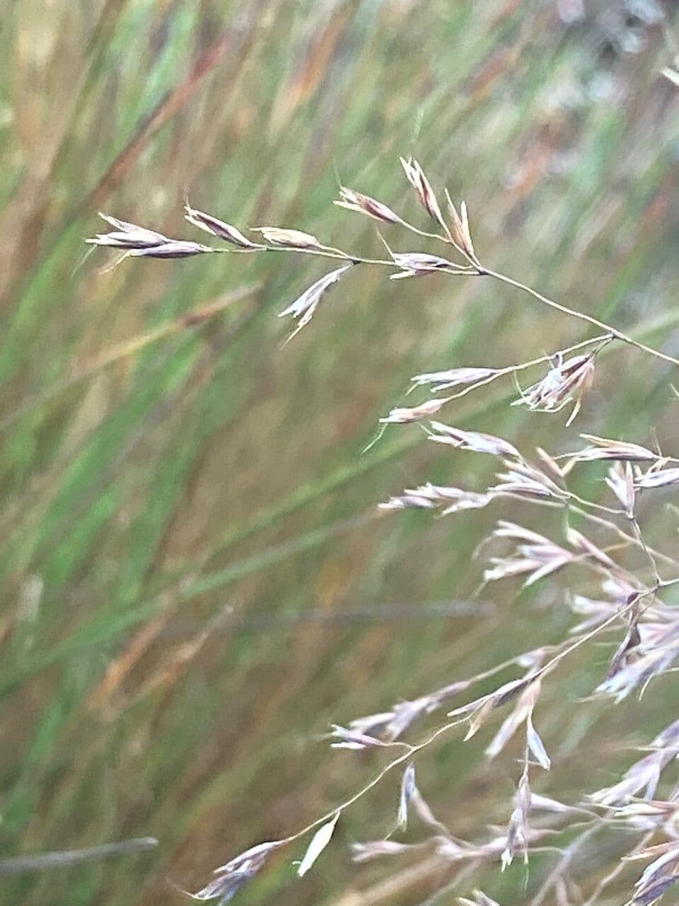 Calamagrostis