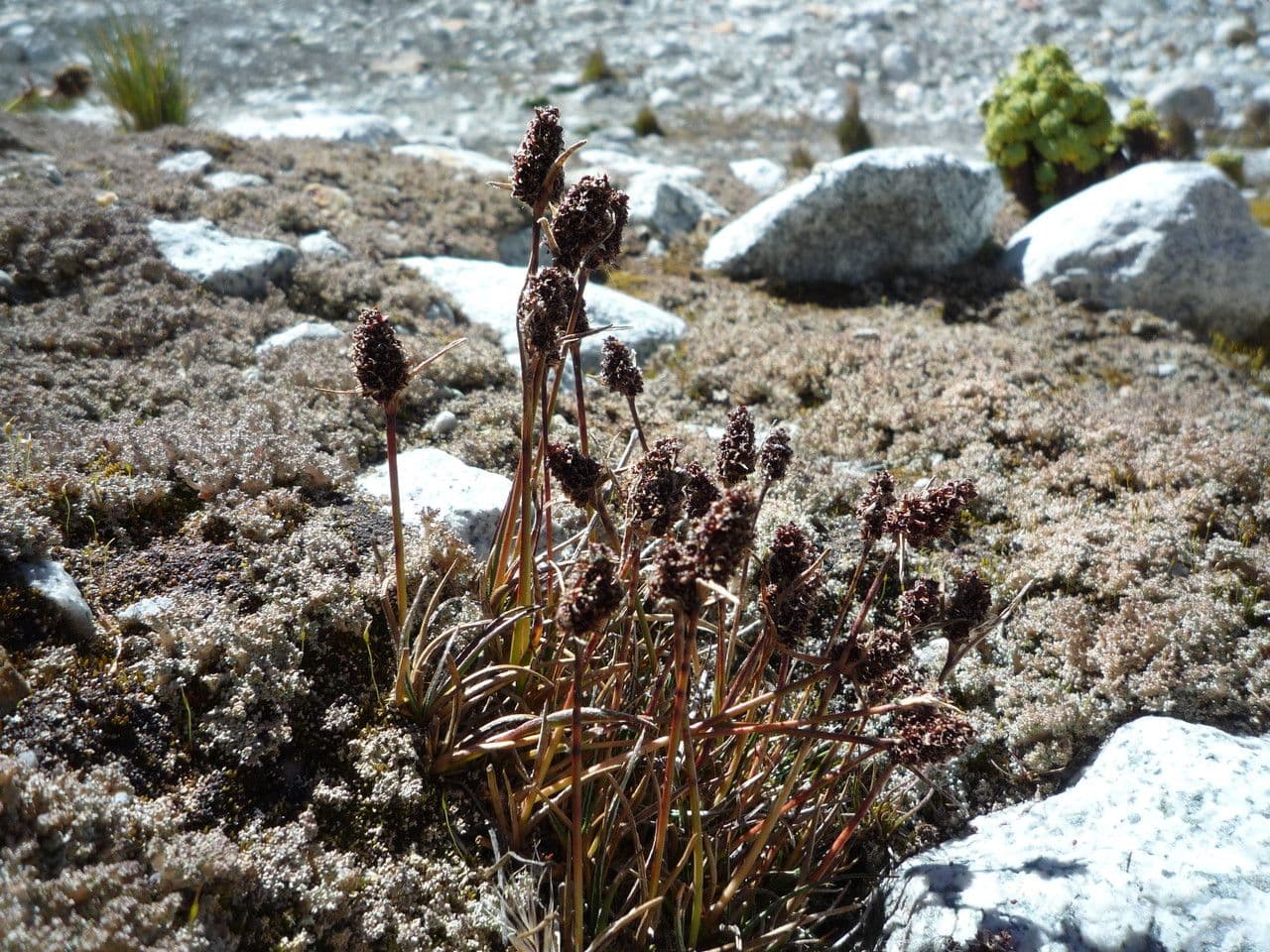 Giunco 3