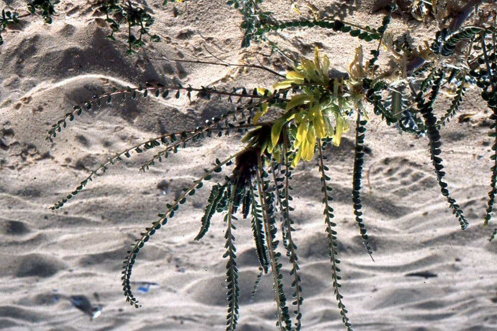 Astragalo 14