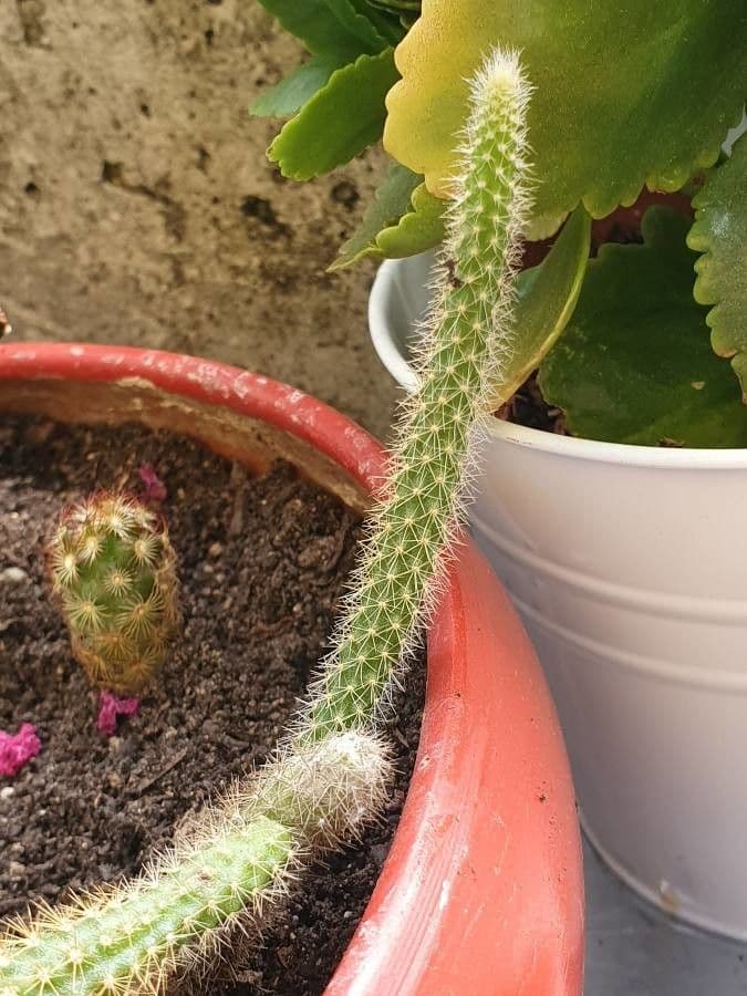 Chirinola 8