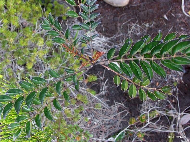 Polyscias 9
