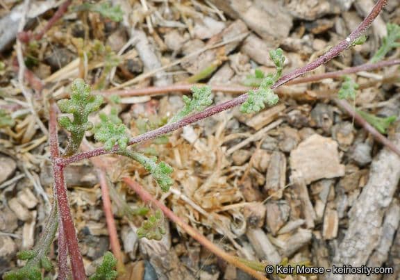 Chaenactis glabriuscula 7