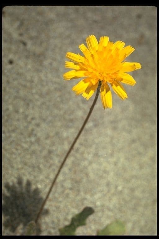 Agoseris apargioides 8