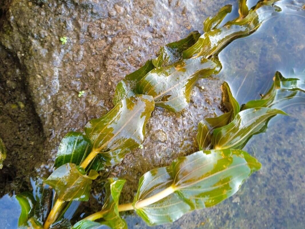 Brasca perfoliata 13