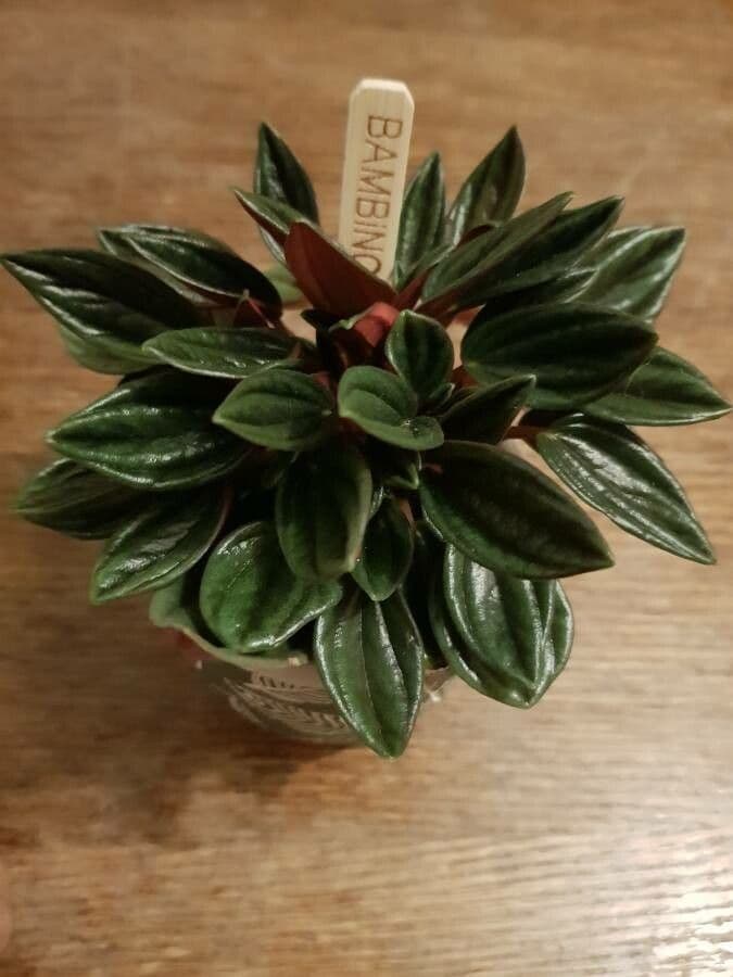 Peperomia 15