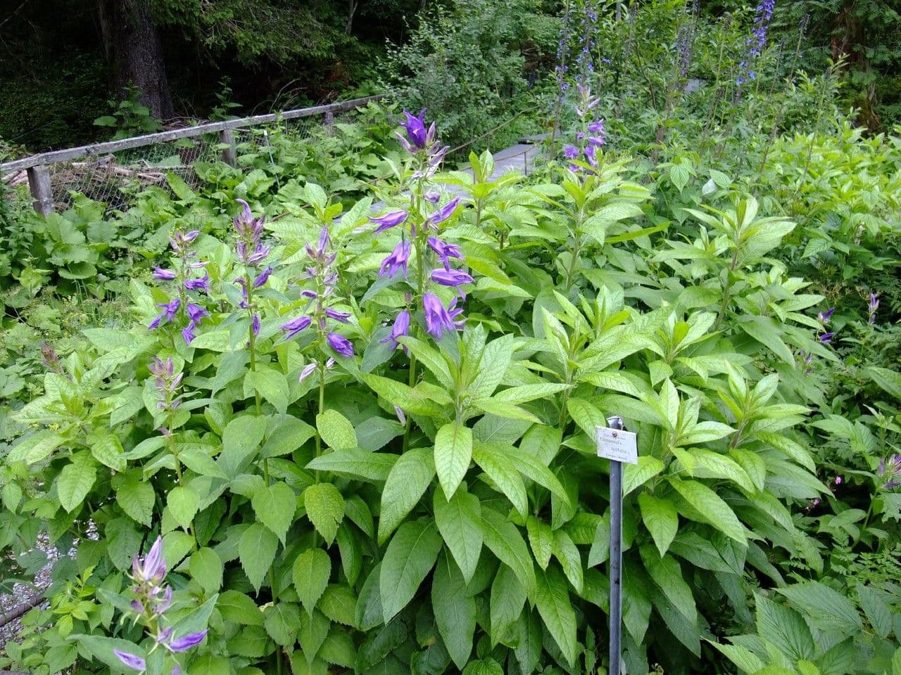Breitblättrige Glockenblume 11
