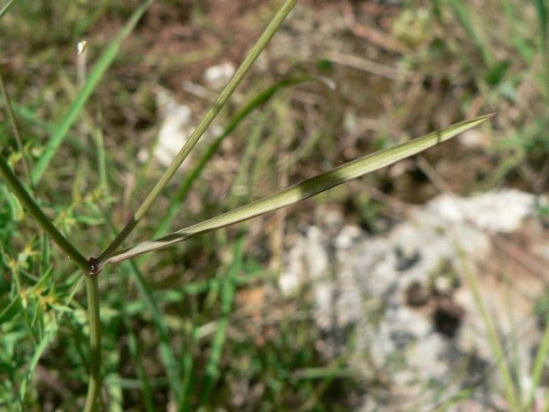 Bupleurum di Balden 2