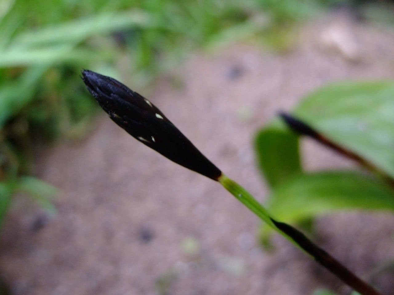 Plantainleaf sedge 5