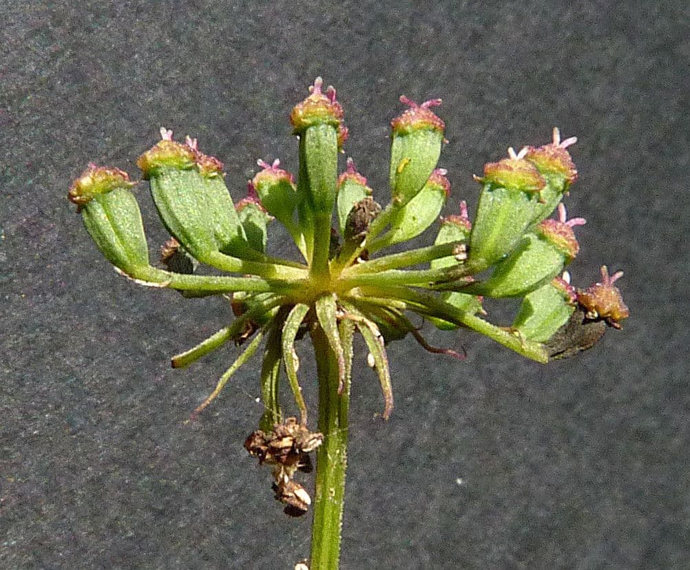 Peucedano gallico 3