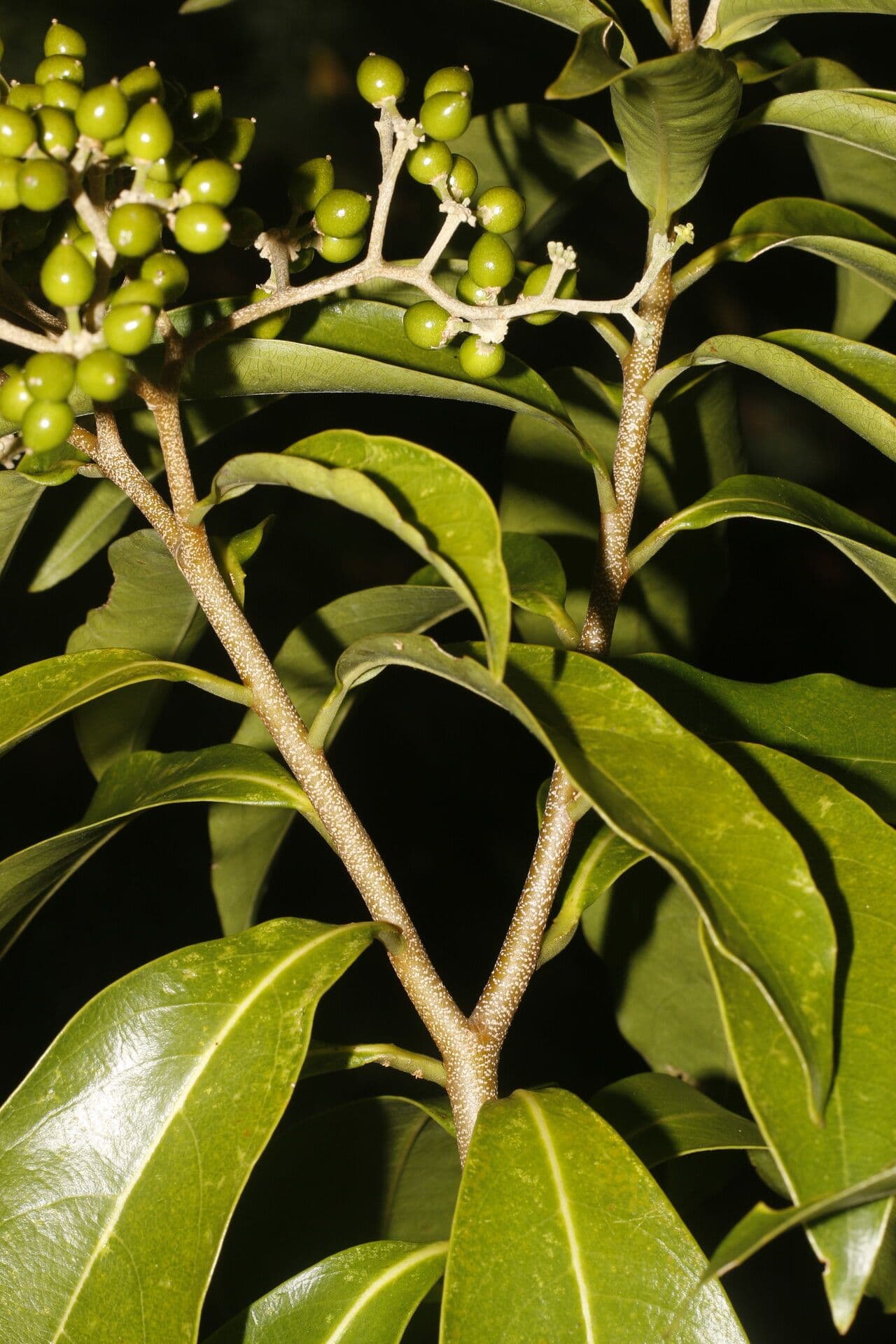 Daphnopsis americana 15