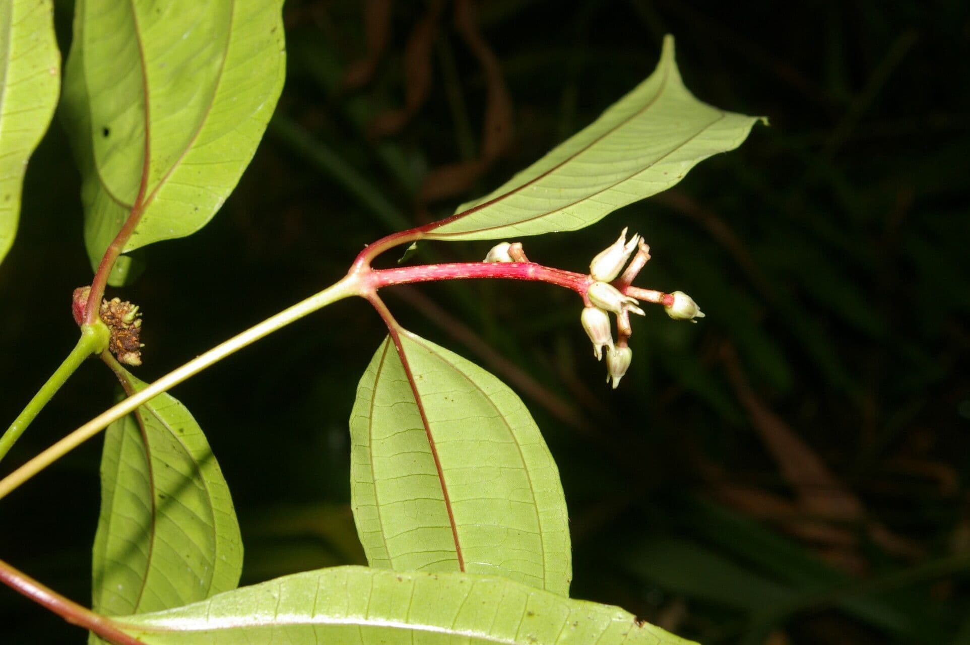 Miconia 9
