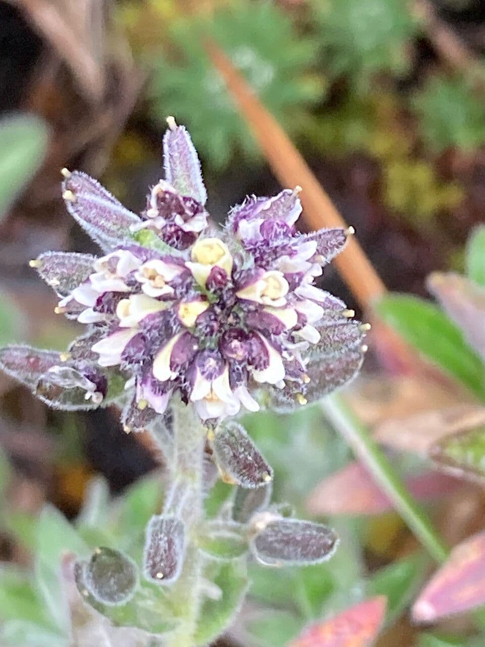 Draba 7