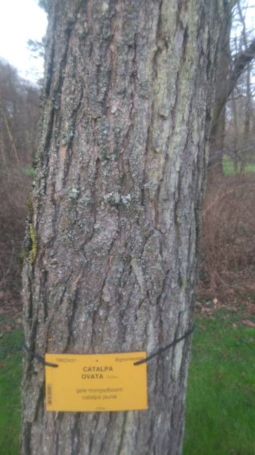 Katalpa vajcovitolistá 21