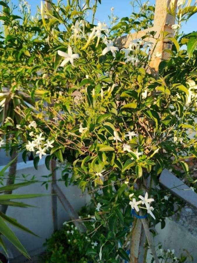 Großblütiger Jasmin 26