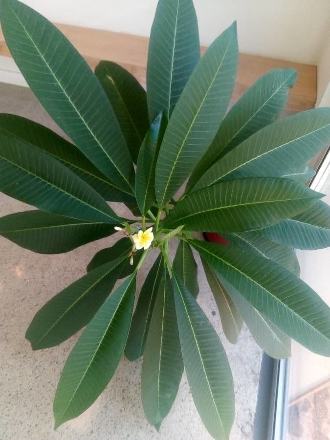 Algodoncillo blanco 18