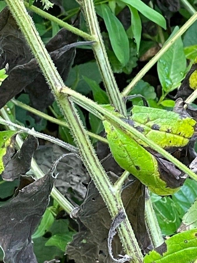 Hackelia virginiana 18
