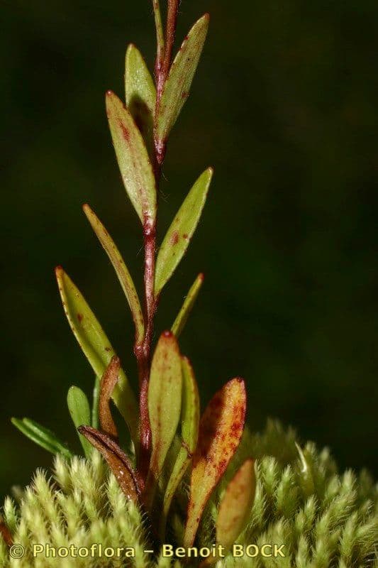 Sassifraga hirculus 21