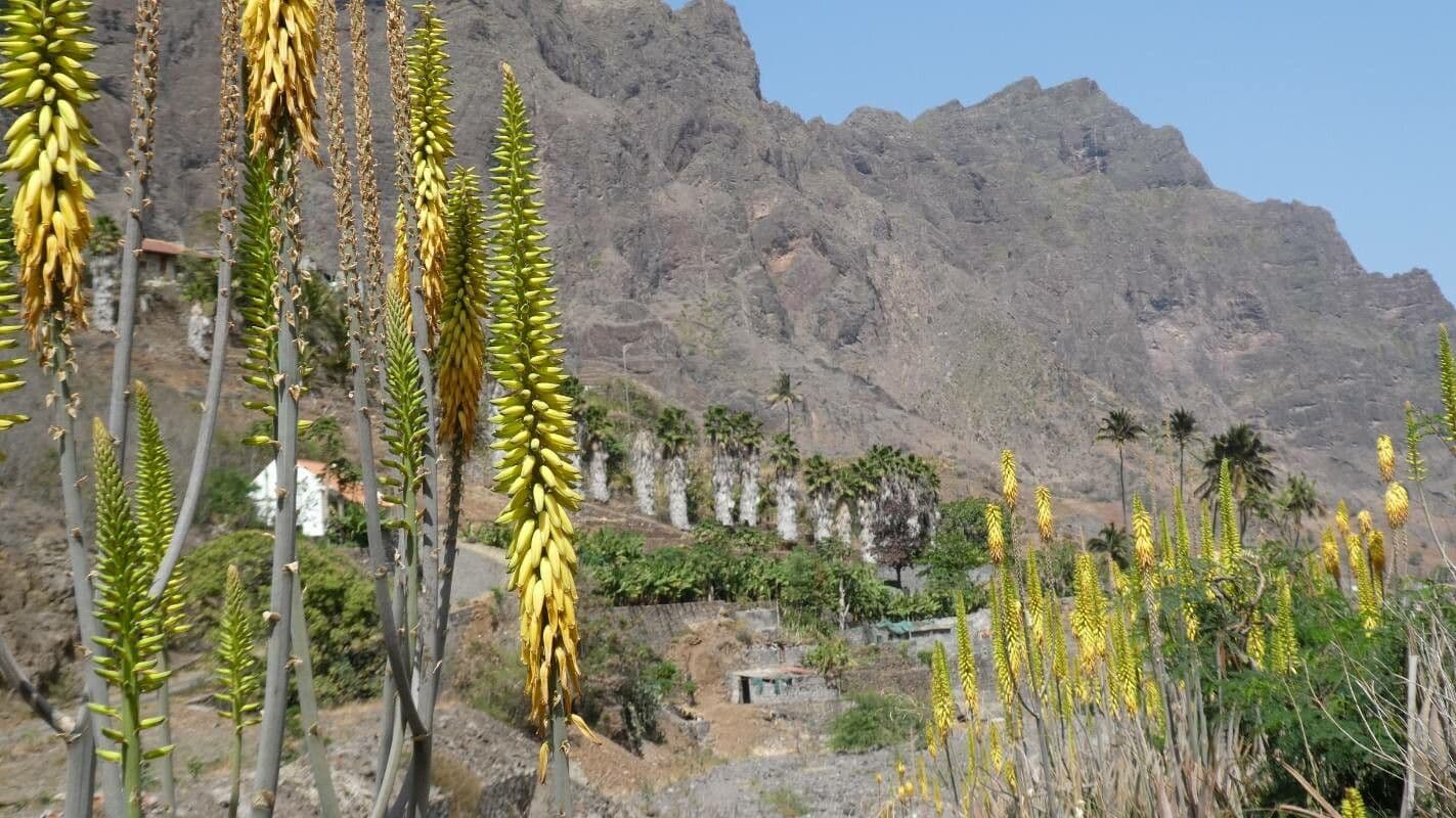 Aloe