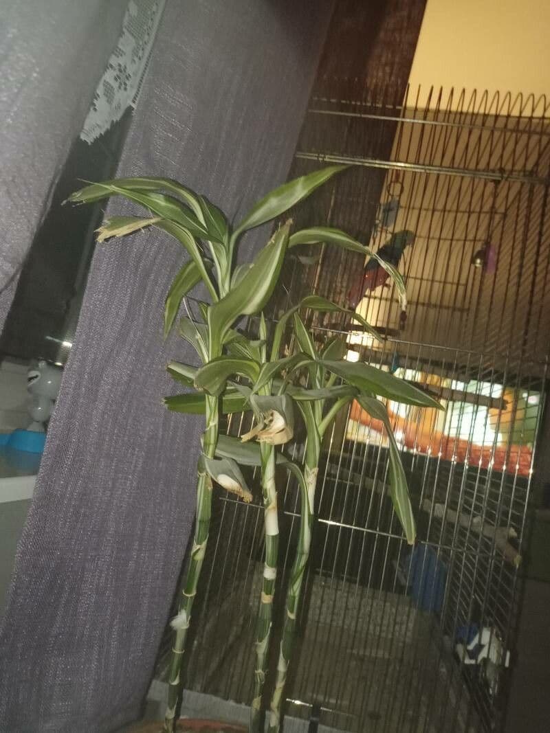 Dracena 7