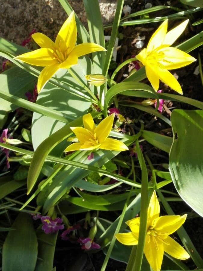 Tulipano selvatico 6