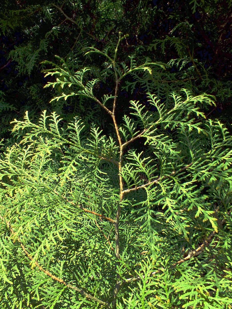 Thuja 10