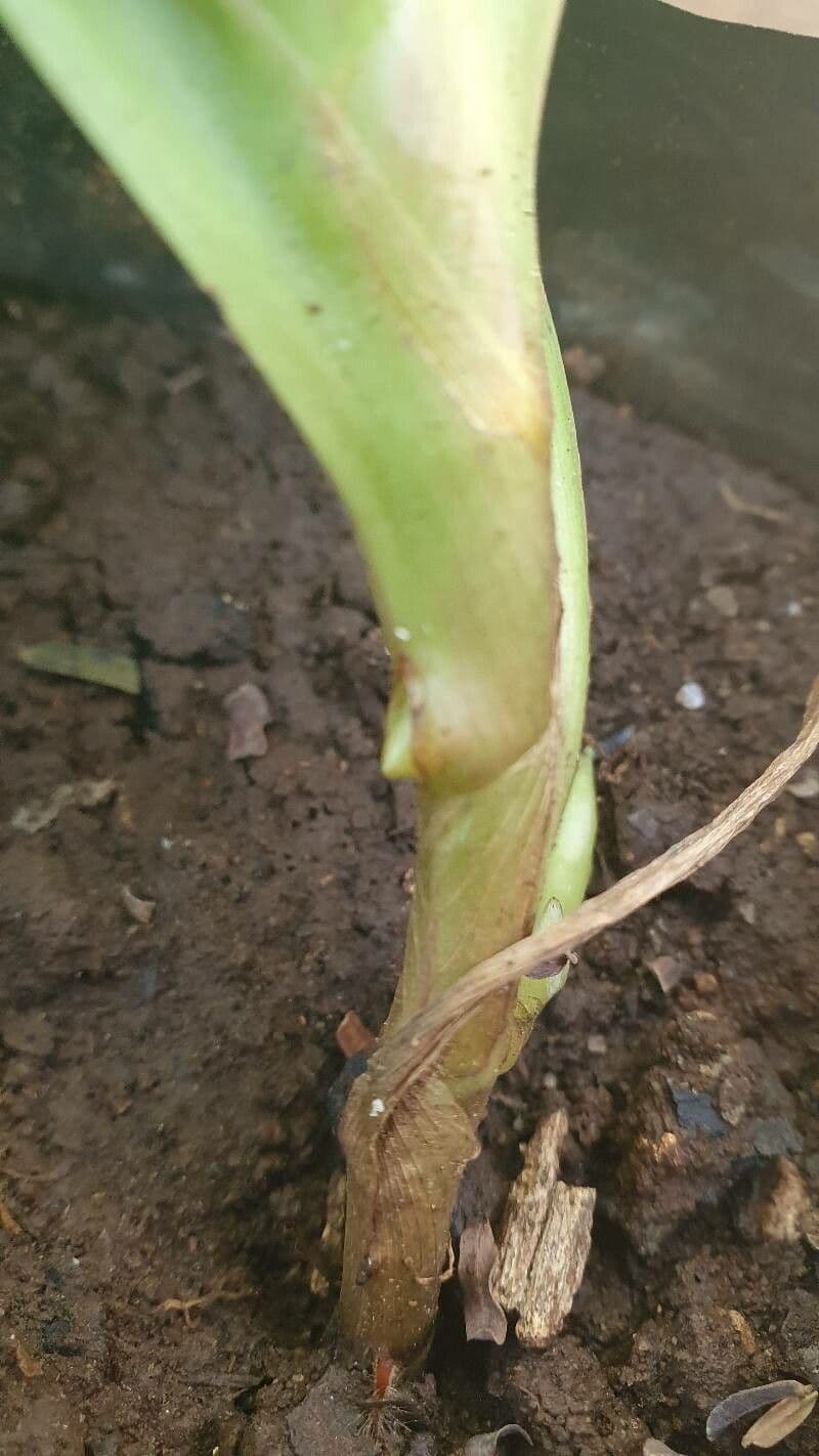 Xiphidium 22