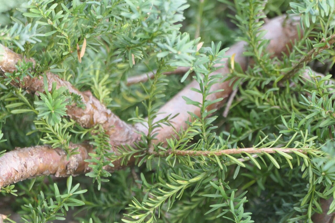 Podocarpus lawrenceův 9